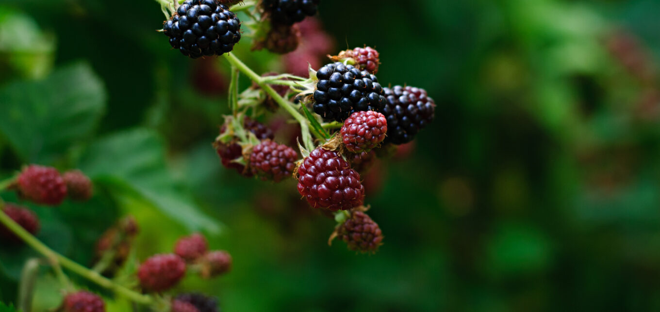 How To Prune Blackberries Video – Mother Earth News - Vimarsana News